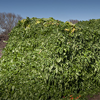 image of green waste
